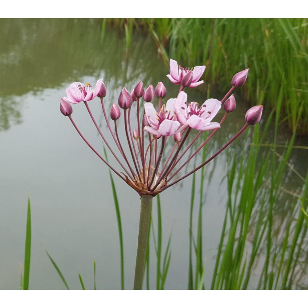 Aquatic Plants Pond Accessories Greentech